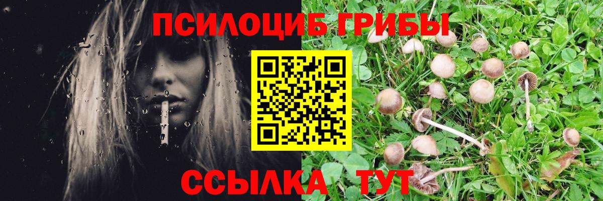 Псилоцибиновые грибы Cubensis  наркошоп  Славянск-на-Кубани  Вход с VPN 
